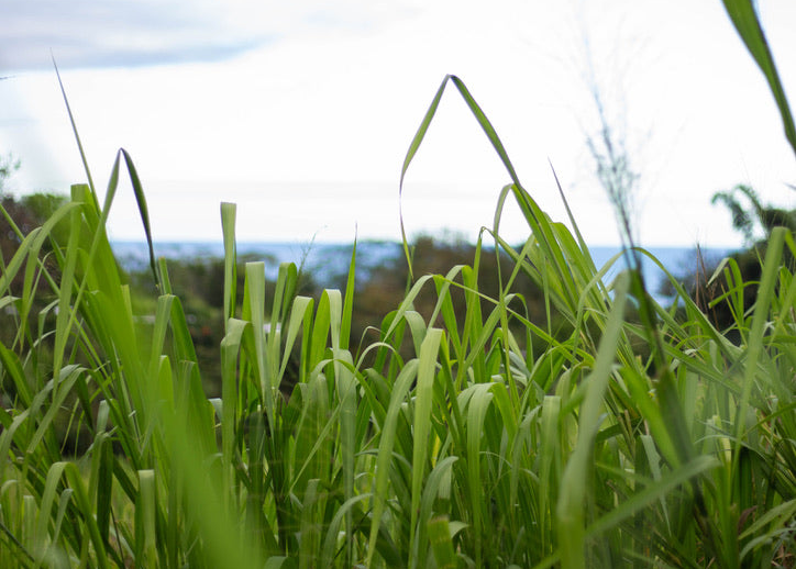 How We Raise Our Beef: The Sugar Hill Farmstead Way
