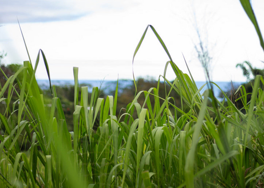 How We Raise Our Beef: The Sugar Hill Farmstead Way